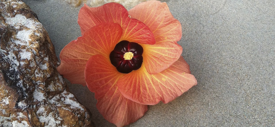 beauitiful flower on the koh phayam beach