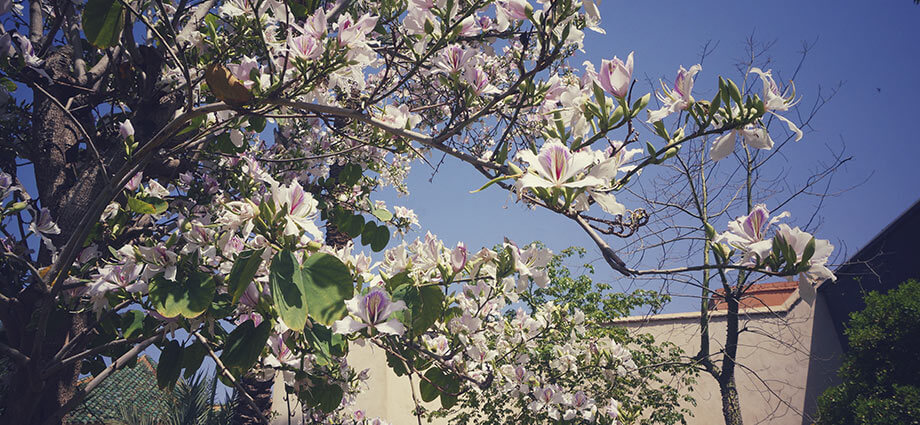 flowers