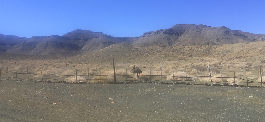 tankwa-karoo-wildlife