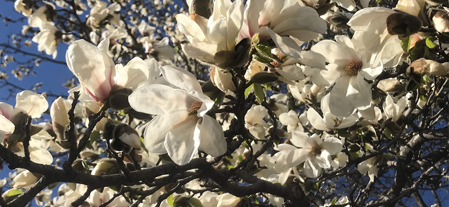 local-hidden-spots-in-oslo-magnolia-flowers